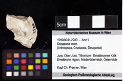 Foto (Objket + Etiketten) von Decapoda indet. 